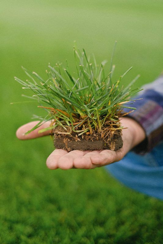 person holding a piece of turf with grass
